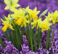 March Daffodils